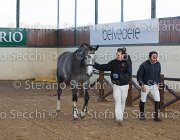 Berlin dei Folletti TosTour2013- S5 3003 : Arezzo, Arezzo Equestrian Centre, Berlin dei Folletti, Cavalli d'Italia, Toscana Tour 2013, foto di Stefano Secchi ©